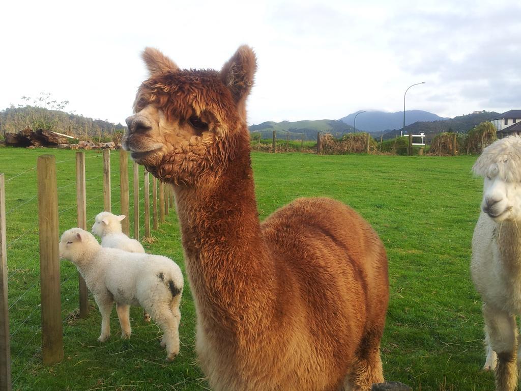 The Little Farm Coromandel Hotel ภายนอก รูปภาพ